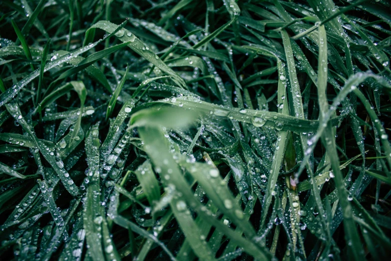 grass covered in drops of dew during the winter