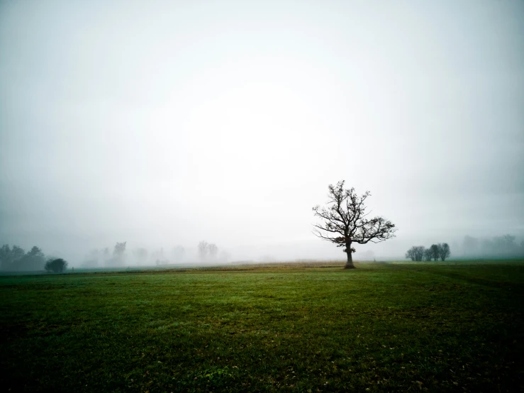 an empty tree in the middle of a field