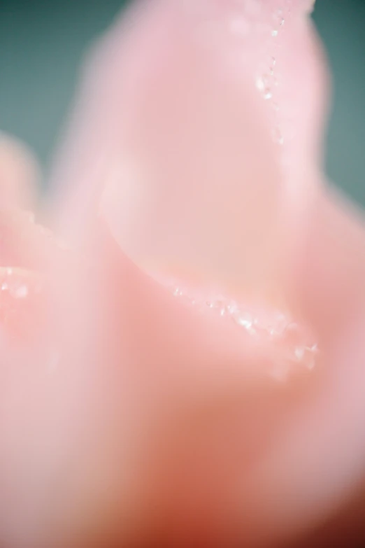 some water drops are on a pink flower