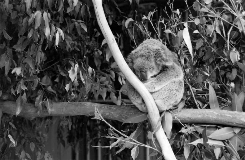 the koala is sitting on the tree limb