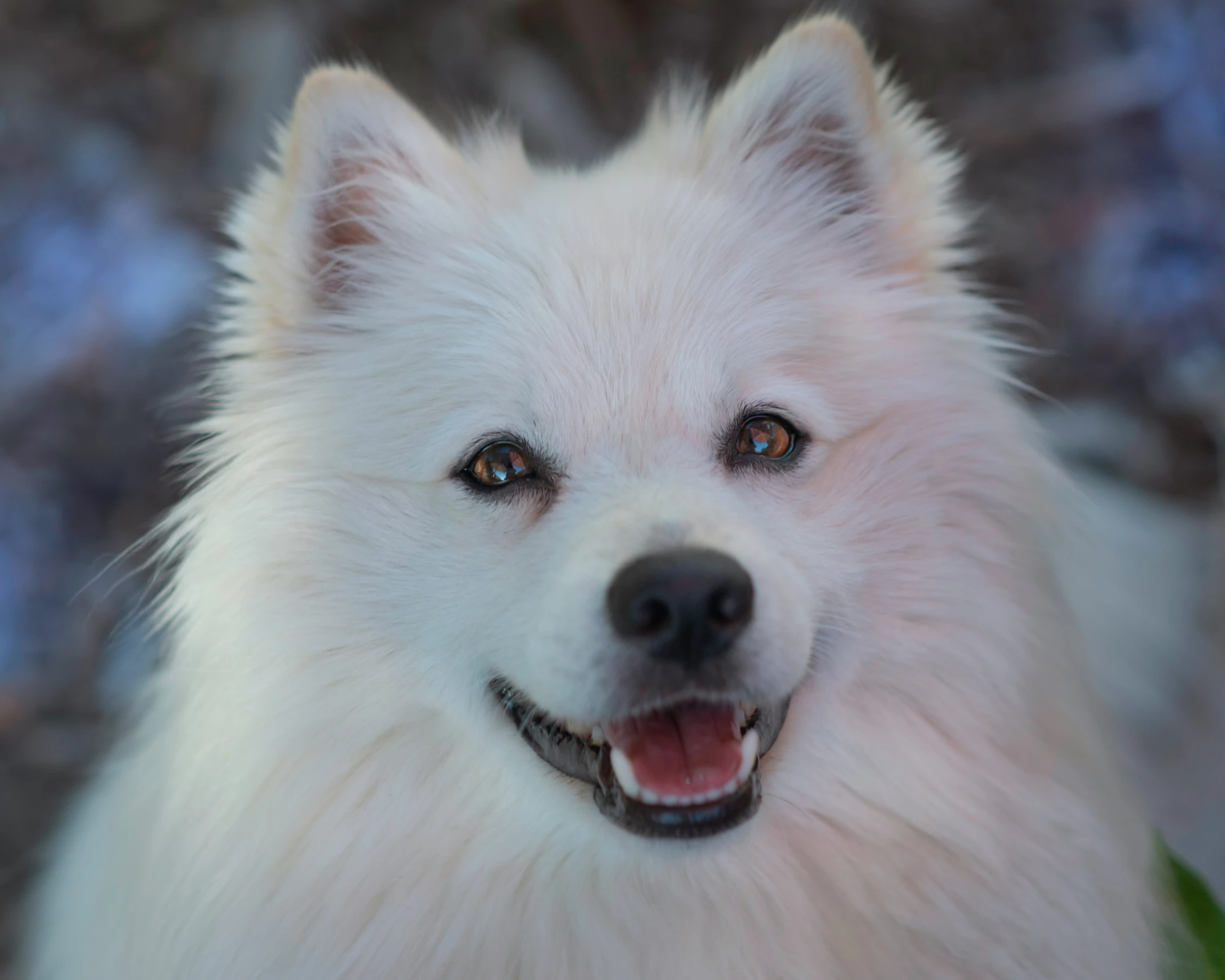 a large white dog with brown eyes standing in grass