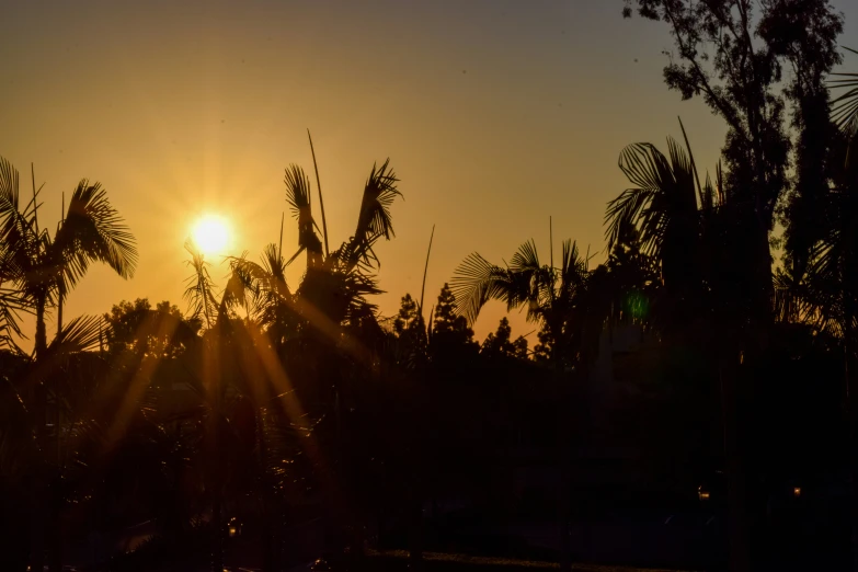 the sun shines through some palm trees on a dark day