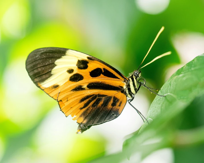 a erfly on some green leaves with blurry background