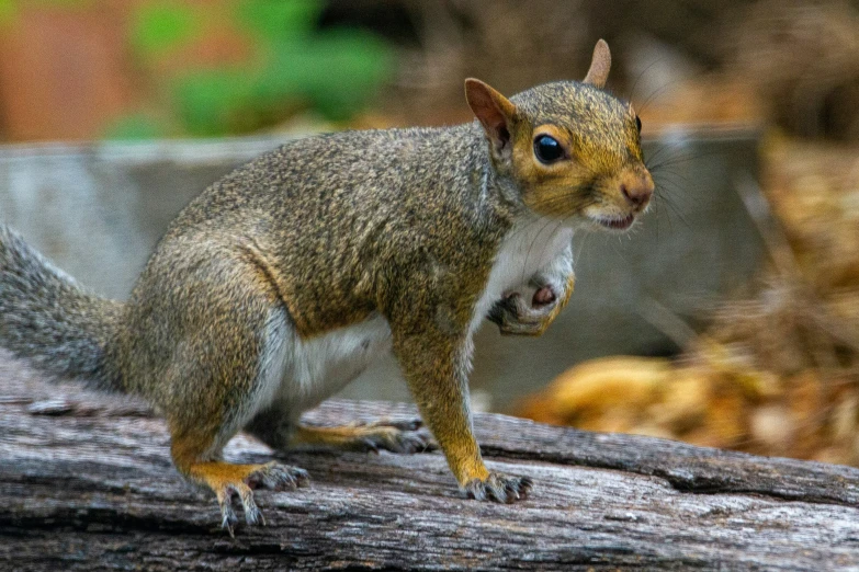 a squirrel stands on a log in the woods