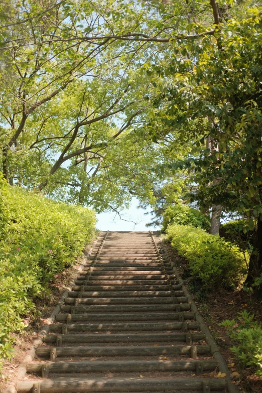 several steps are covered in green leaves and trees