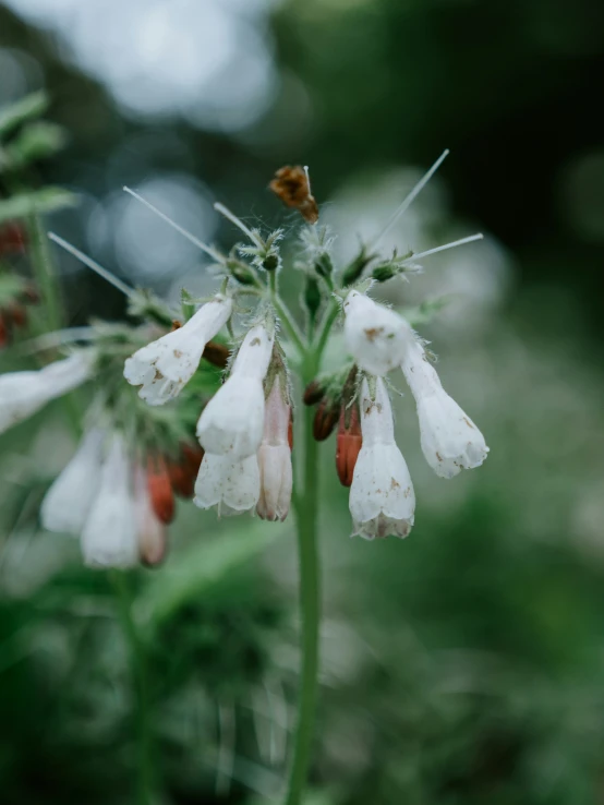 a cluster of white and red flowers in the forest