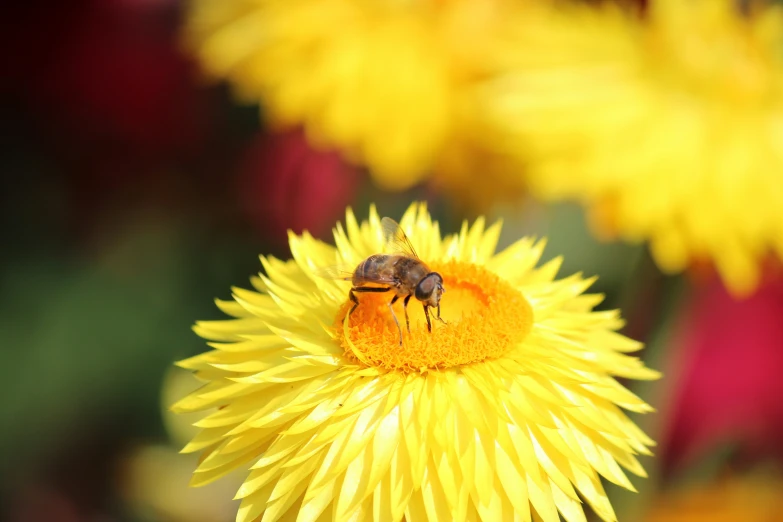 a bee sitting on a flower that is yellow