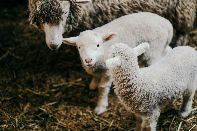 a baby sheep standing next to two bigger ones