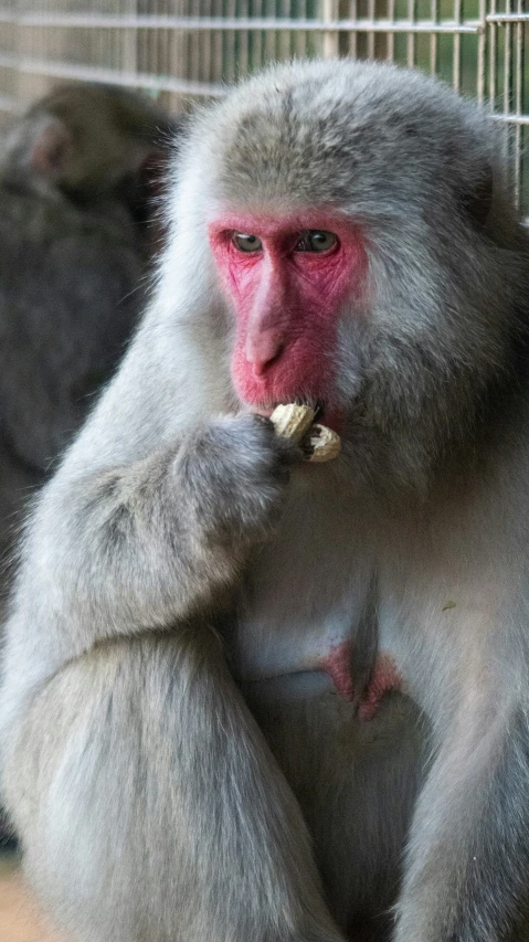 a long haired monkey is eating a piece of food