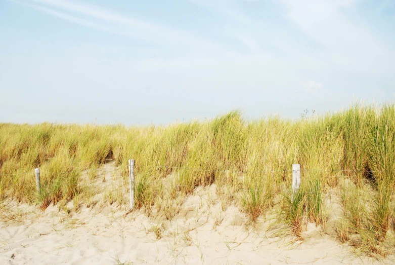 the sand has a few weeds growing up it