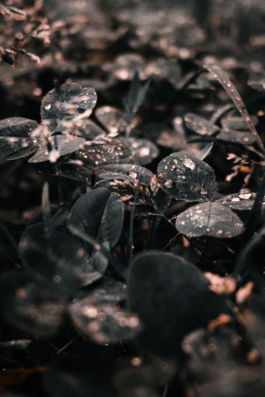 the leaves of a plant with raindrops in a black and white po