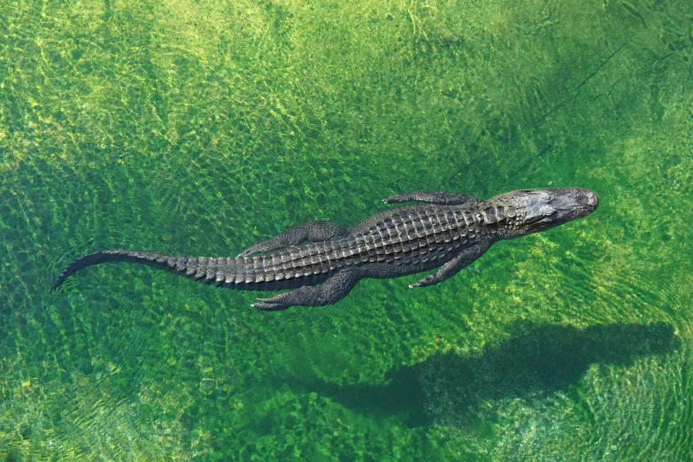 alligator floats above the water on its back