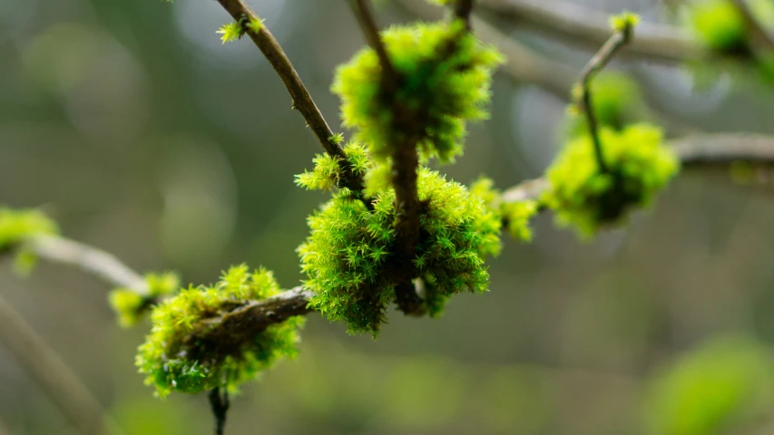 a close up of the green color of some flowers