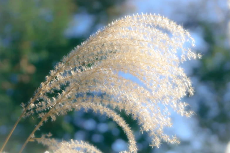 several fuzzy white flowers are blowing in the wind