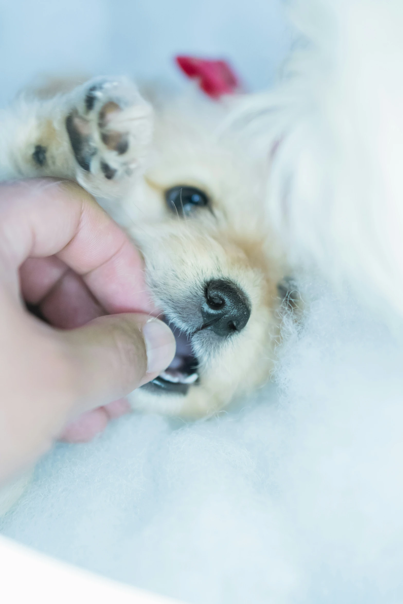 a person touching the nose and paw of a dog