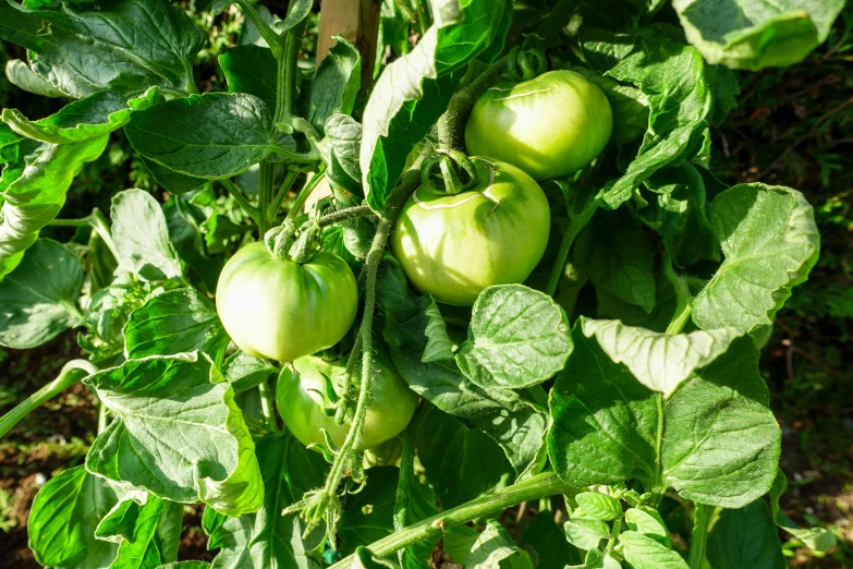 a green plant that has tomatoes on it