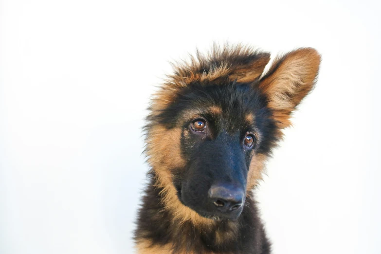 a dog that has very long fur on it