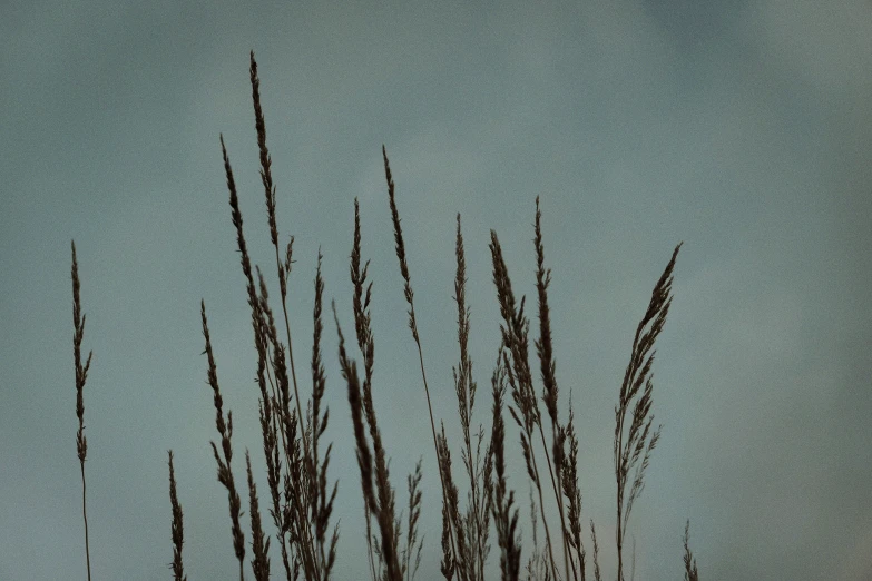 reeds against an out - of - focus sky with a blue background