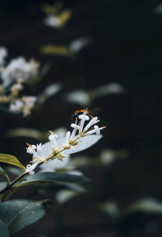 the bee is resting on a flower while standing in the bushes