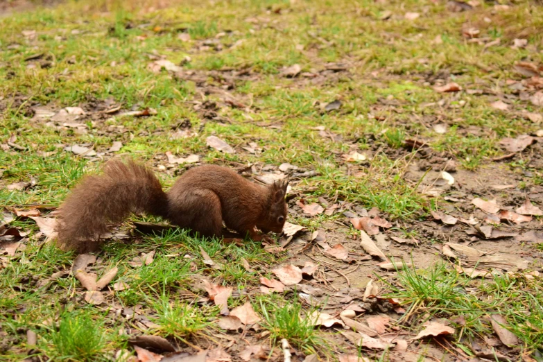 a brown animal sitting on top of grass and fallen leaves