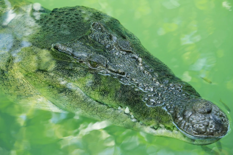 an animal is submerged in the water under algae
