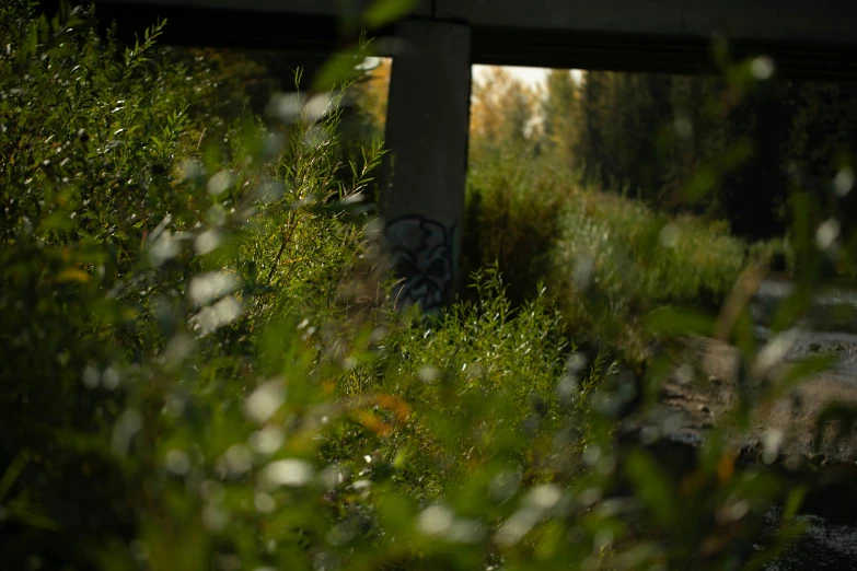 an abandoned road tunnel overgrown with grass and plants