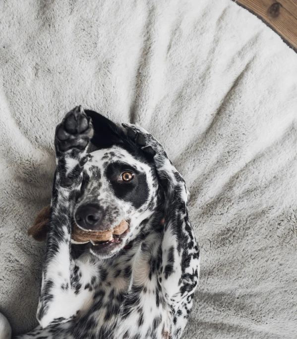 a dalmation dog looks up as if to rest on its back