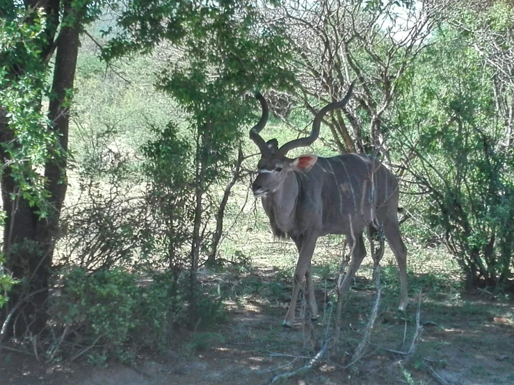 an oxen stands in the woods while staring forward