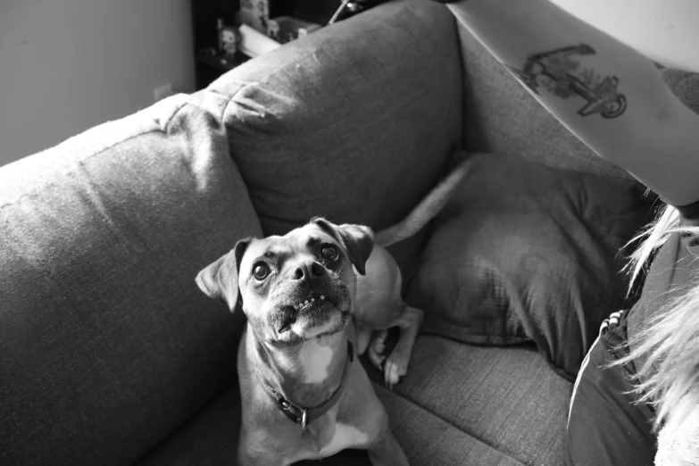 a small dog sits on the couch and looks at someone