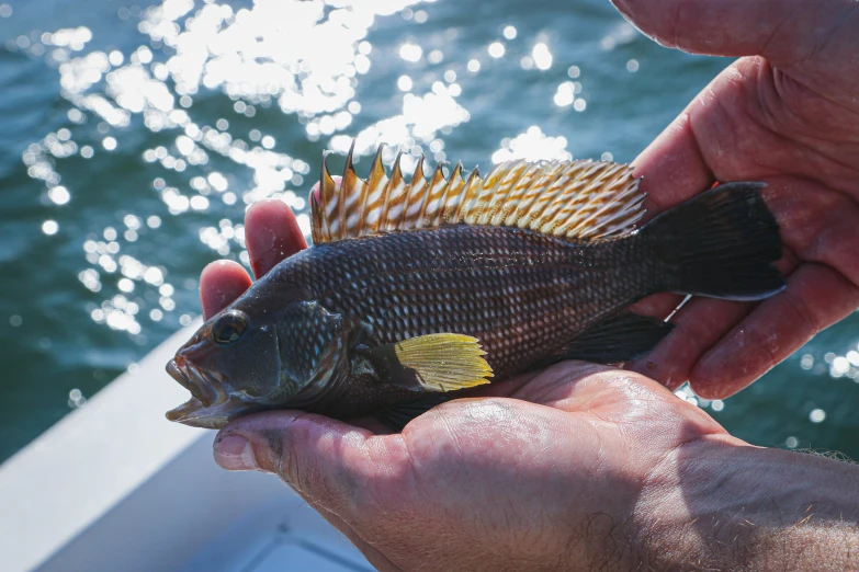 the fish is being held by the man's hands