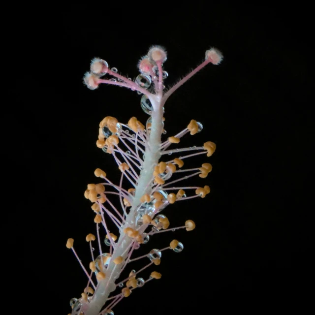 plant sprouts and flowers are illuminated in the dark