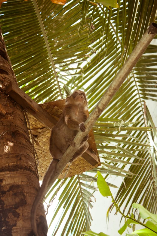 a koala sleeping on a palm tree in the shade