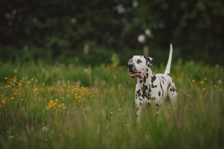 a spotted dog in the middle of some tall grass