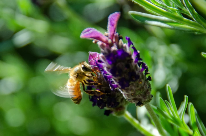 a bee is foraging for nectars on a rosemary plant