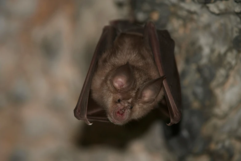 a small bat that is hanging upside down