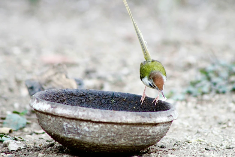 a green bird is perched on a stone bowl