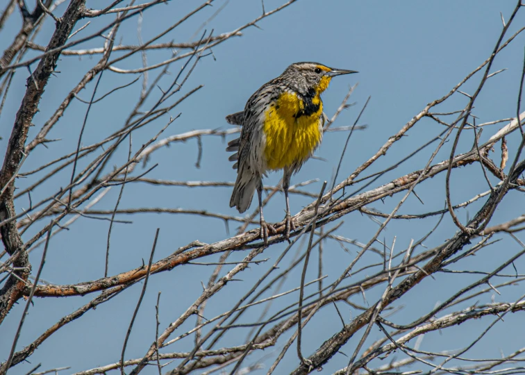 a small yellow and gray bird sits on a bare tree nch