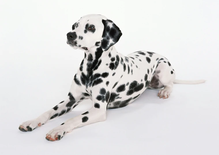 dalmatian dog laying down with head on back looking up