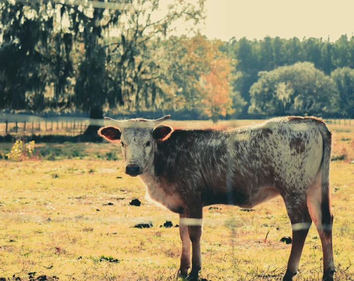 a cow stands in a field with some trees in the background