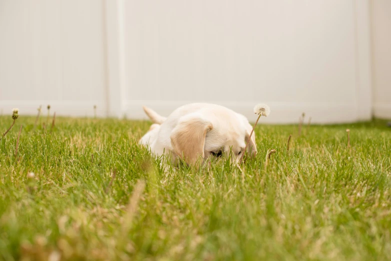 a dog sitting in grass with its nose on the grass