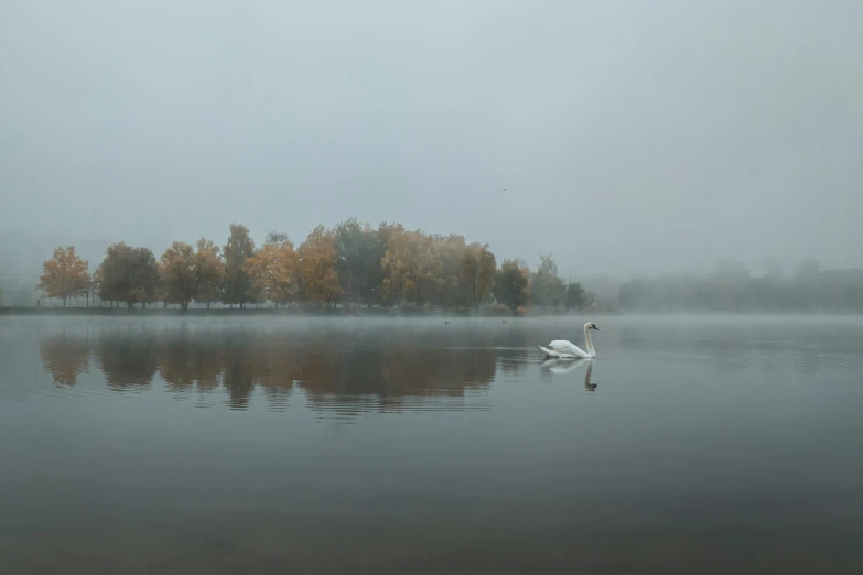 a white swan floating on top of a lake under a cloudy sky