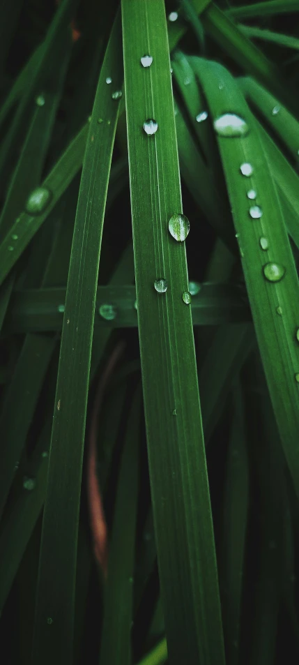 the leaves of a plant are covered with dew drops