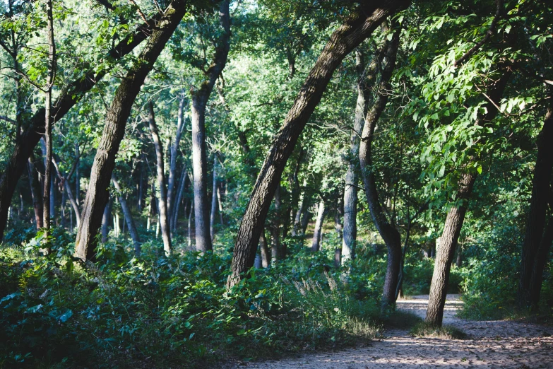 a forest filled with lots of trees and shrubs