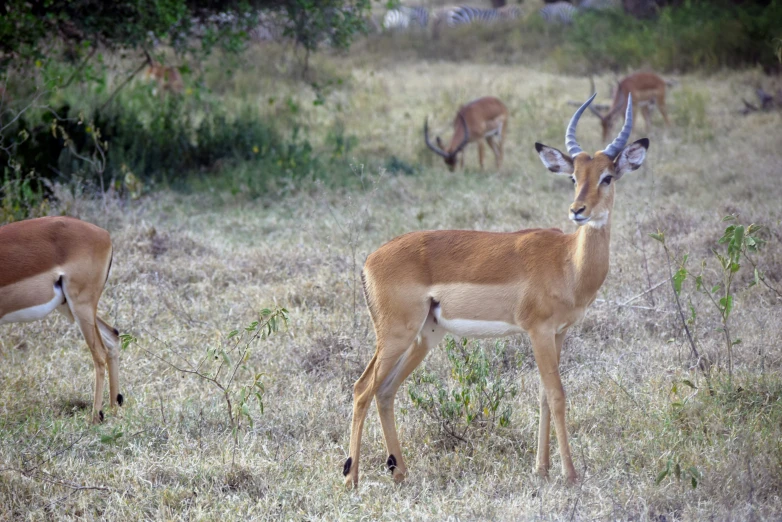 gazelles in the wild grazing and grazing on grass