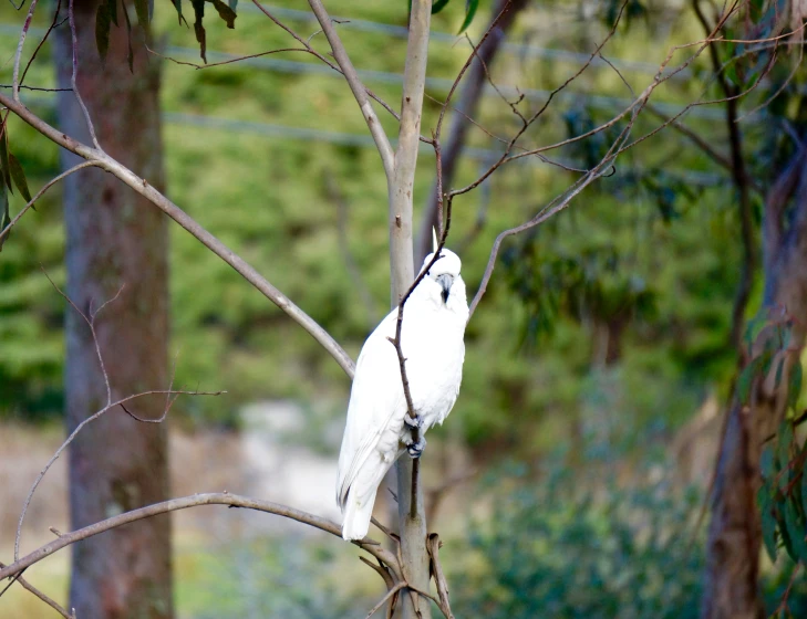 a white bird is perched on the nch