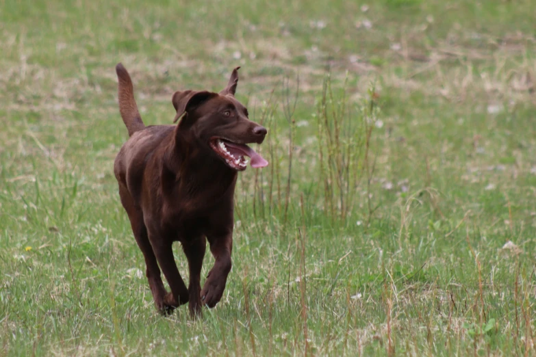 a dog running through a grassy field with its tongue hanging out