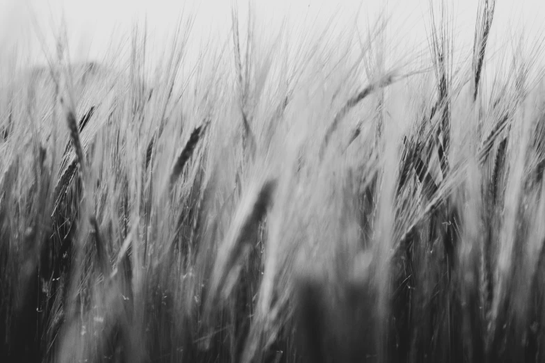 black and white po of wheat field, wheat ears, long grass