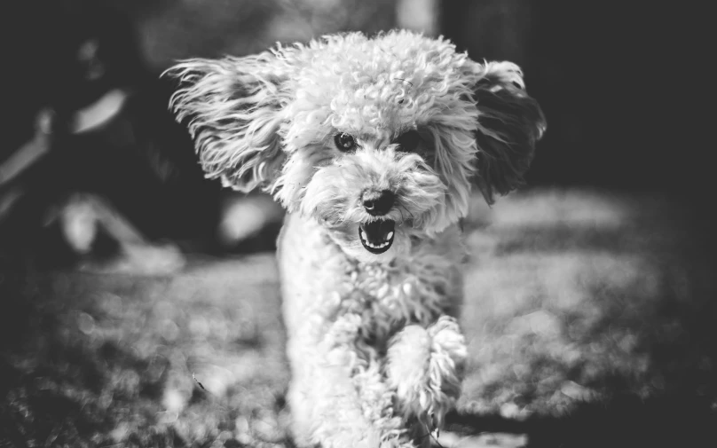 a small dog that is standing in the grass