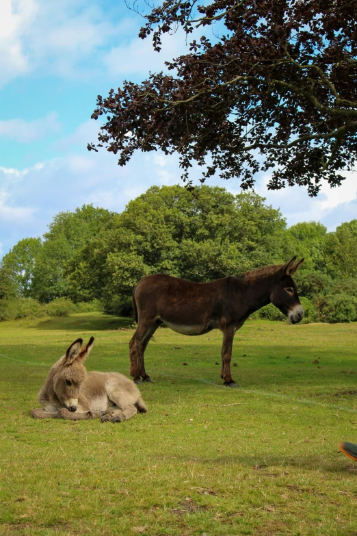 two donkeys laying down in a grassy field