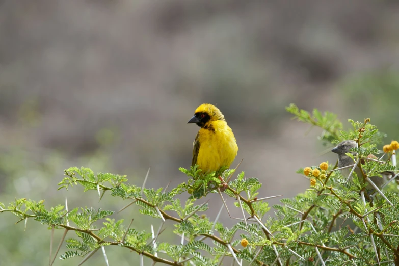 a yellow bird is perched on a tree